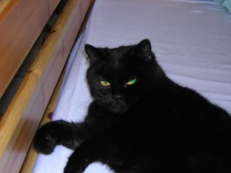 mon ptit chat